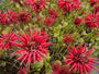 Bio-Bergamottepflanze - Monarda 'Cambridge Scarlet'