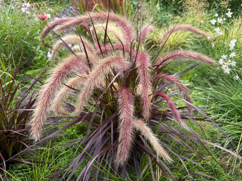 Lampenscheinergras - Pennisetum advena 'Rubrum'