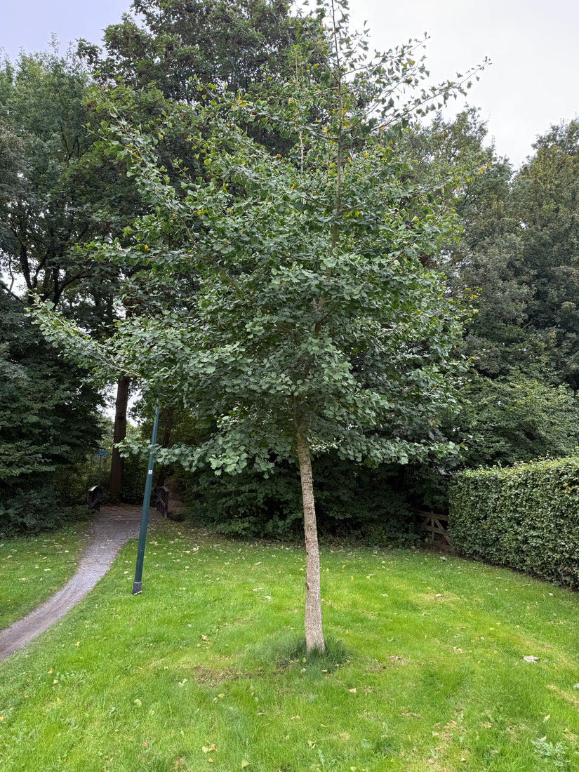 Japanischer Nussbaum - Ginkgo biloba