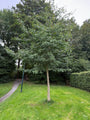 Japanischer Nussbaum - Ginkgo biloba