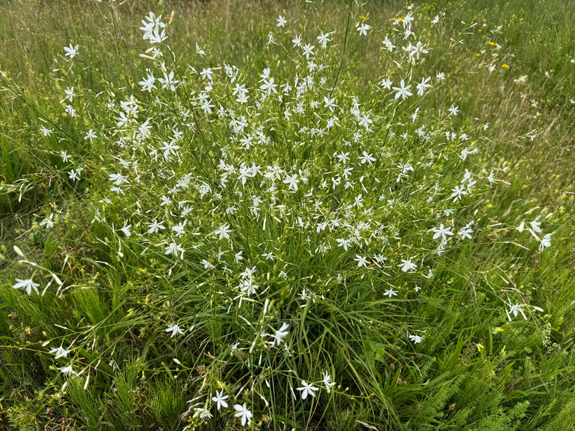 Große Graslilie - Anthericum liliago