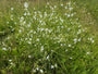 Große Graslilie - Anthericum liliago