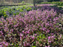 Gefleckte Taubnessel - Lamium maculatum 'Beacon Silver'