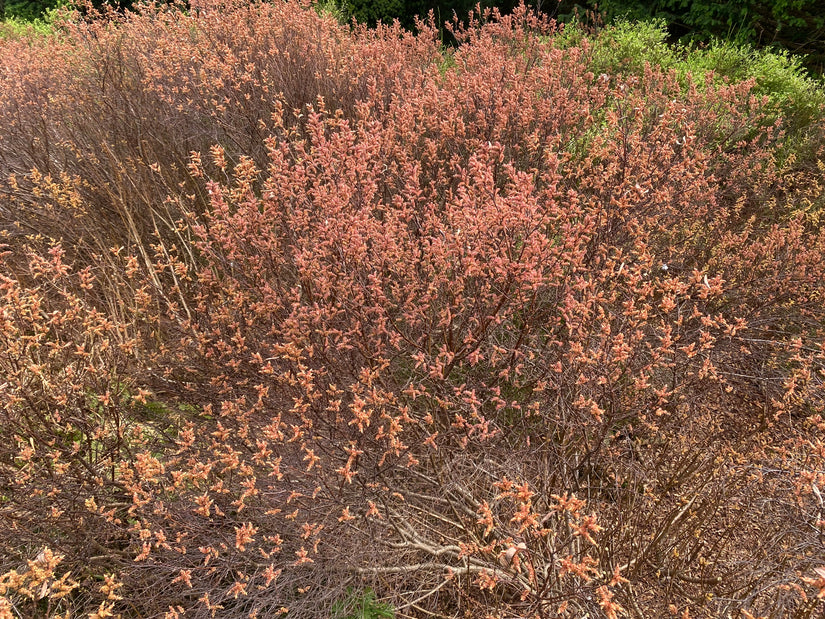 Wilder Sturm - Myrica-Sturm