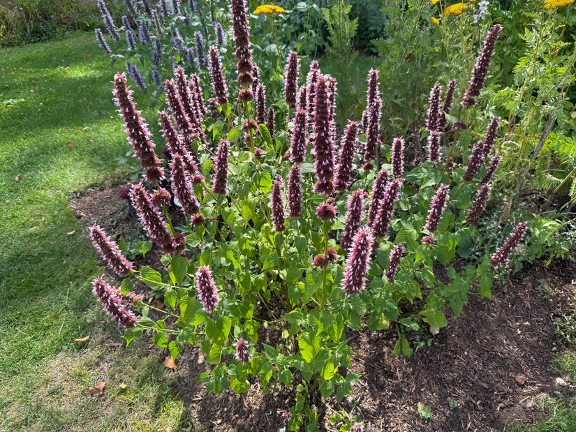 Bio-Süßholzpflanze - Agastache 'Black Adder'
