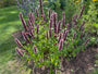 Bio-Süßholzpflanze - Agastache 'Black Adder'