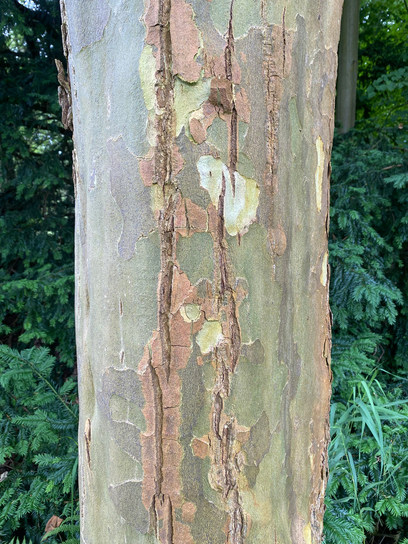 Westliche Platane - Platanus occidentalis