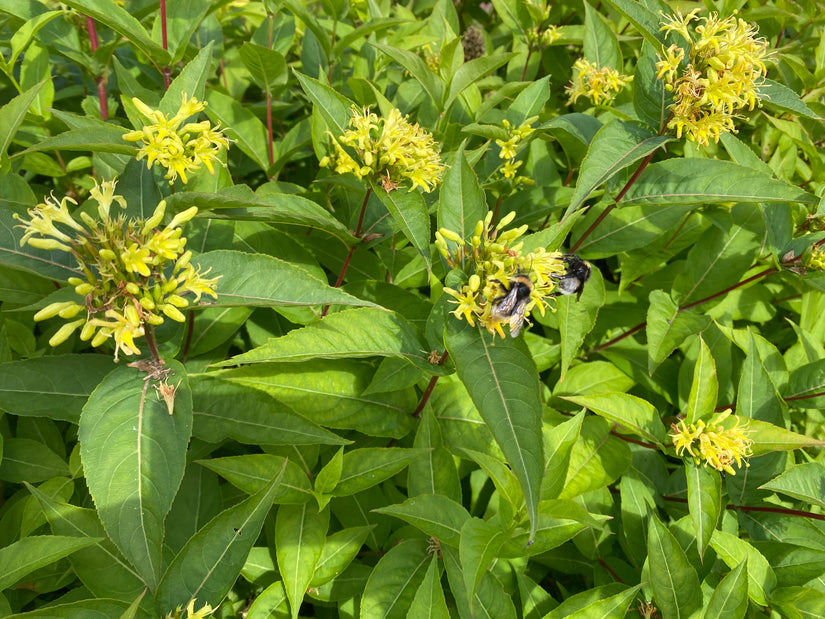 Waldgeißblatt - Diervilla sessilifolia 'Butterfly'