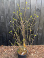 Melonenbaum - Chimonanthus praecox (Wintersüße)