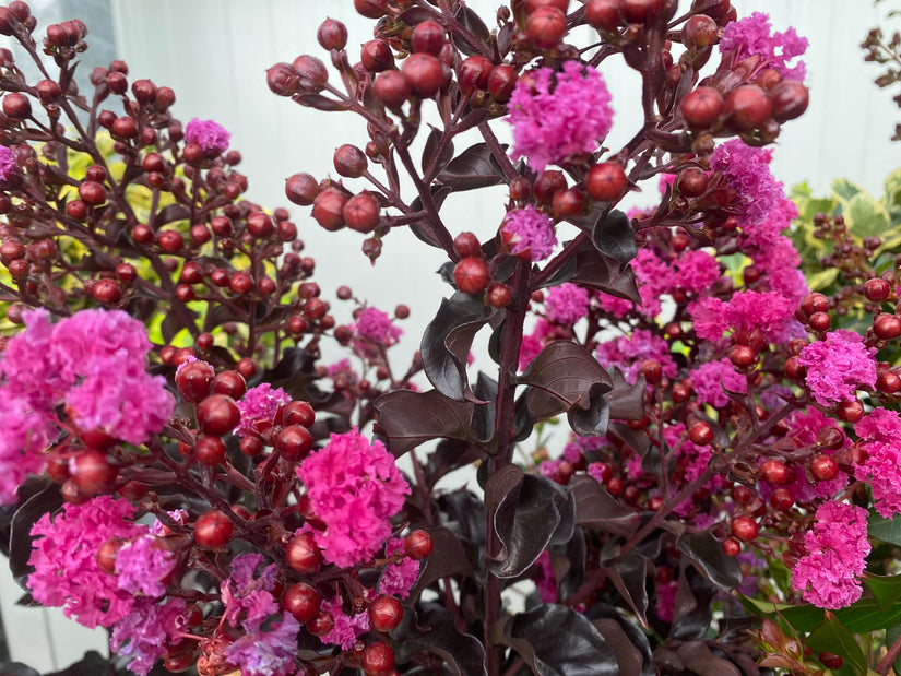 Indischer Flieder - Lagerstroemia indica 'Berry Dazzle'