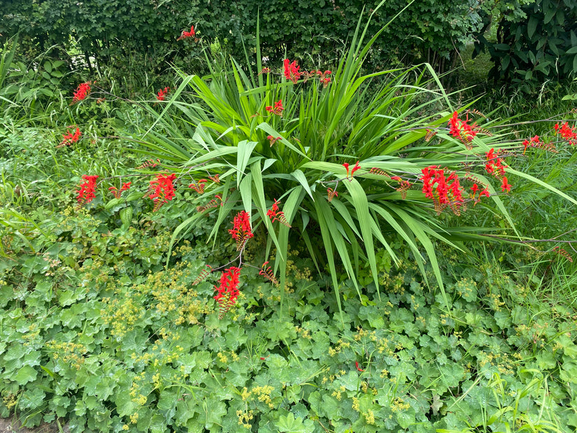 Bio-Montbretia - Crocosmia 'Lucifer' TIPP