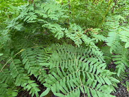 Königsfarn (Höhe 150 cm) – Osmunda regalis