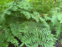 Königsfarn (Höhe 150 cm) – Osmunda regalis