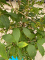 Schönheitsfrucht - Callicarpa bodinieri 'Profusion'