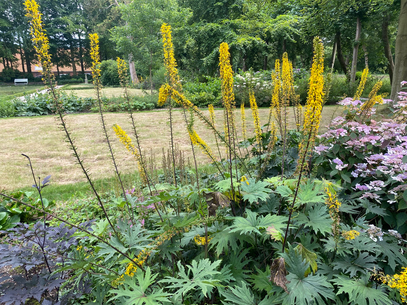 Zungen-Kreuzkraut - Ligularia przewalskii