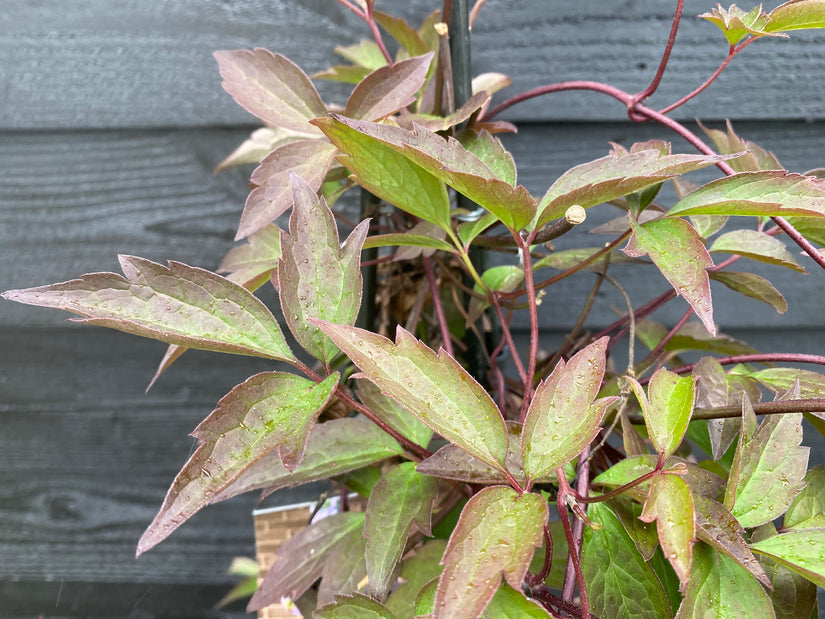 Bergwaldrebe - Clematis montana 'Rubens'