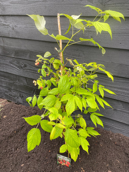 Bio-Sommerhimbeere - Rubus idaeus 'Malling Promise'