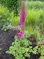 Plume Spirea - Astilbe Japonica 'Mainz'