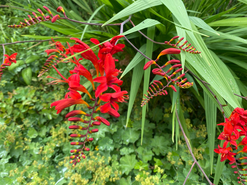 Bio-Montbretia - Crocosmia 'Lucifer' TIPP