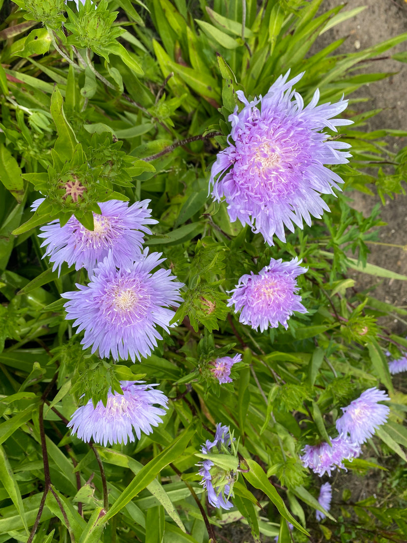 Kornblumenaster - Stokesia laevis