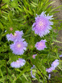 Kornblumenaster - Stokesia laevis