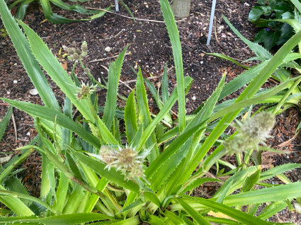 Kreuzdistel Eryngium 'agavifolium'