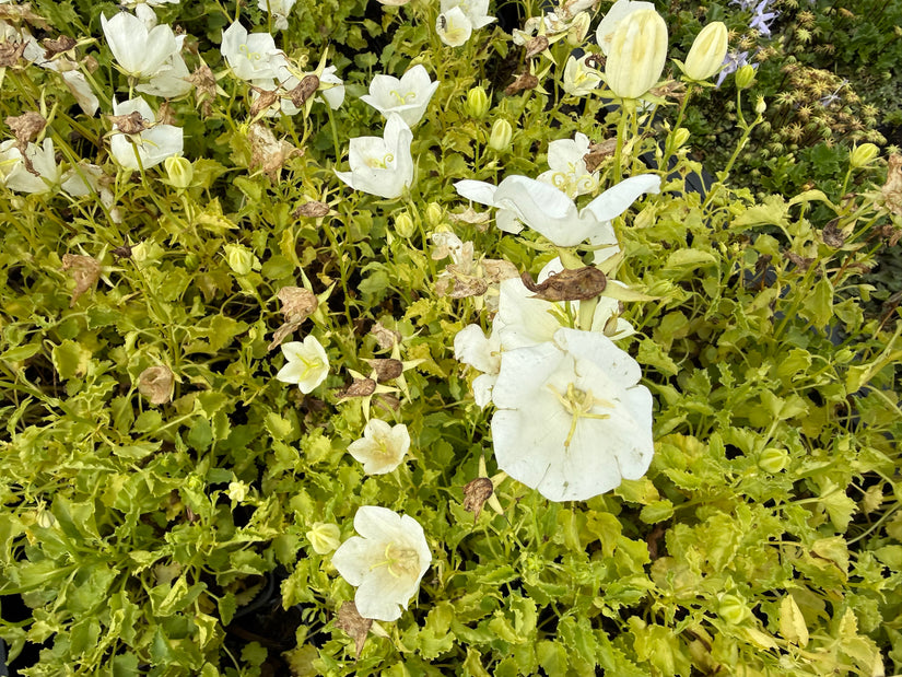 Karpaten-Glockenblume (Weiß) - Campanula carpatica 'Weisse Clips'