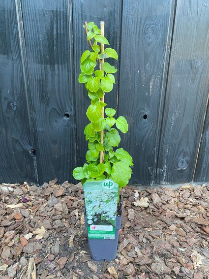 Biologische Kletterhortensie - Hydrangea petiolaris