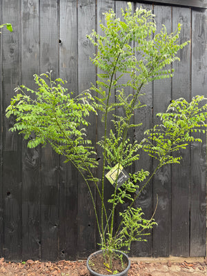 125-150 cm, C20
