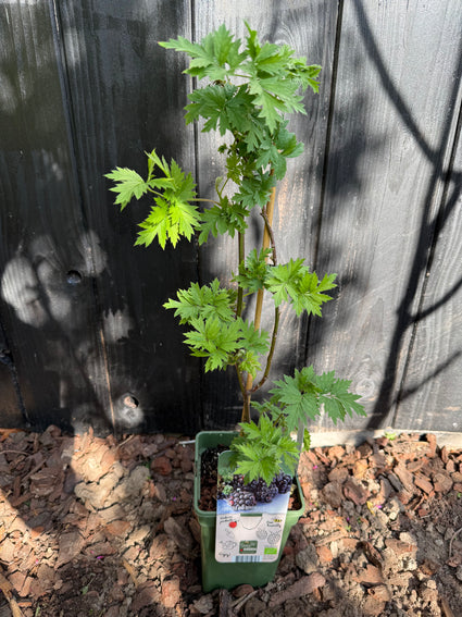 Bio-Brombeere ohne Dornen - Rubus fruticosus 'Thornless Evergreen'