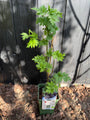 Bio-Brombeere ohne Dornen - Rubus fruticosus 'Thornless Evergreen'