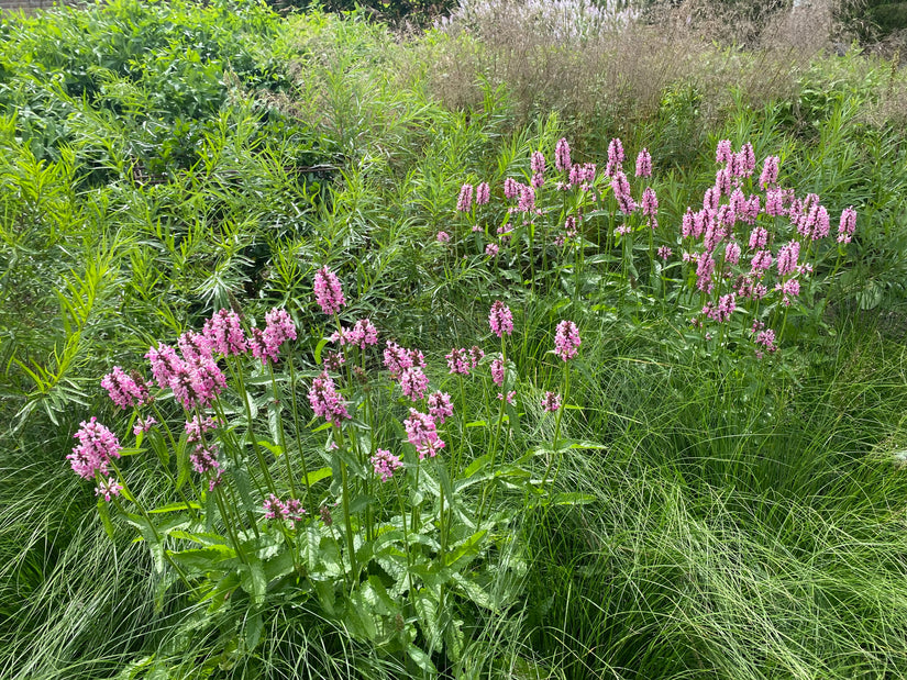 Bio-Halsohr - Stachys officinalis 'Rosea'