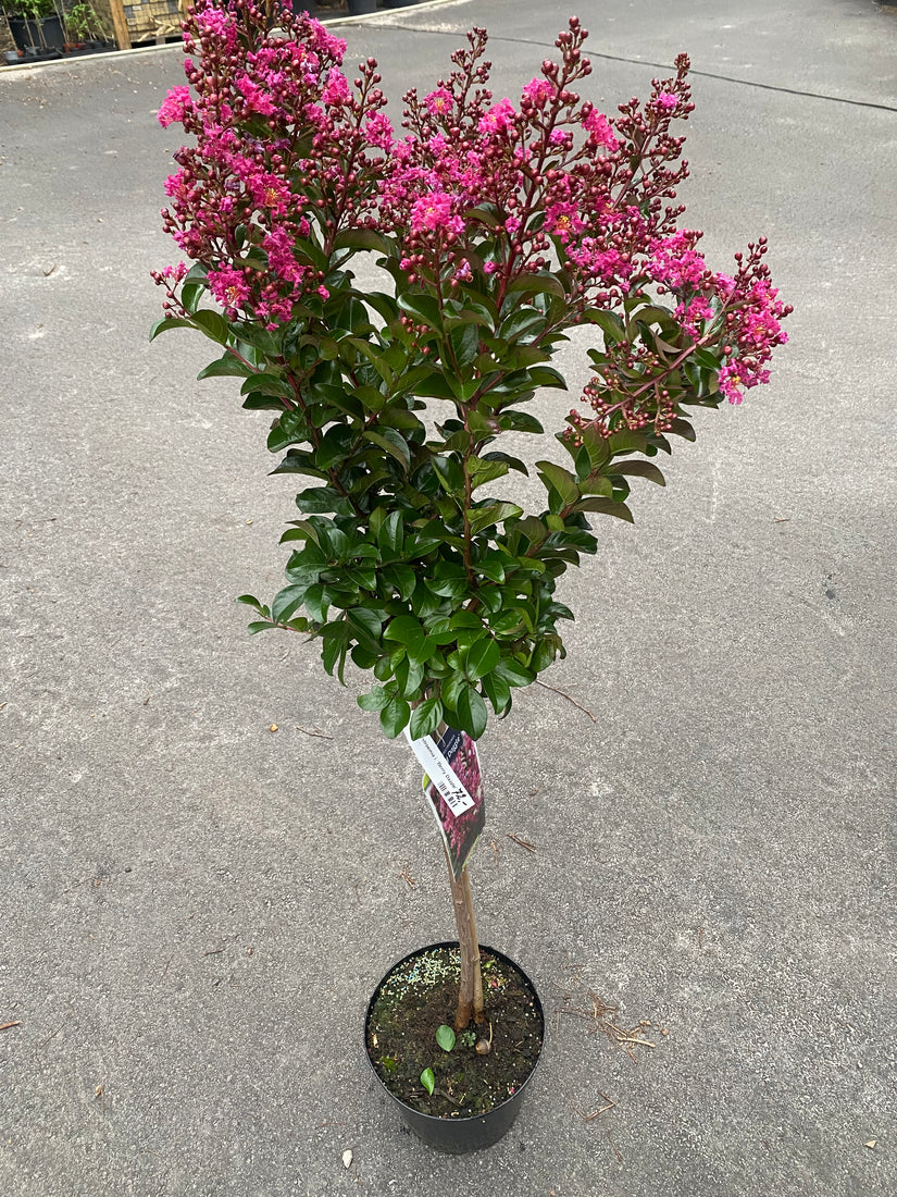 Indischer Flieder - Lagerstroemia indica 'Berry Dazzle'