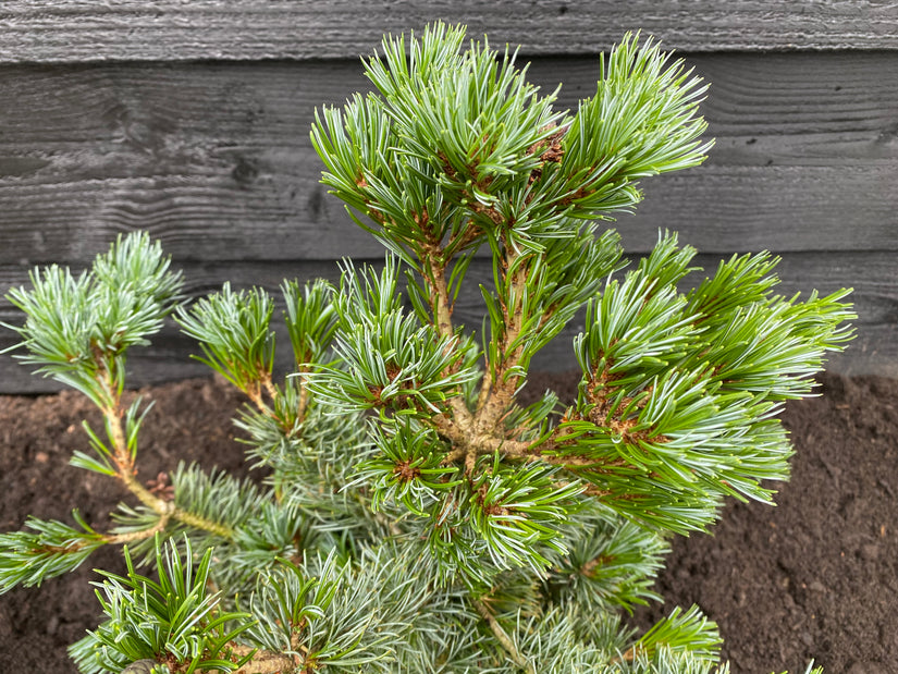 Japanische Kiefer - Pinus parviflora 'Negishi' (Bonsai)