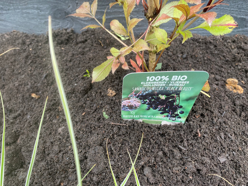 Bio-Schwarzer Holunder - Sambucus nigra 'Black Beauty'.