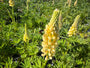 Lupine (Gelb) - Lupinus 'Gallery Yellow'