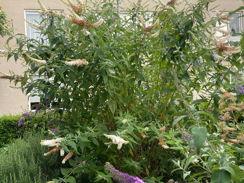 Schmetterlingsstrauch (weiß) - Buddleja davidii 'White Profusion'