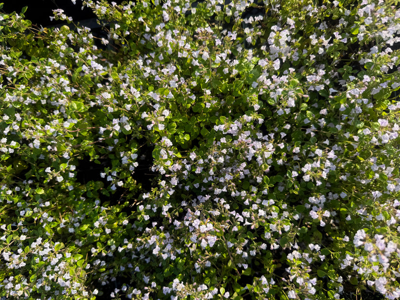 Bio-Bergfelsthymian – Calamintha nepeta nepeta