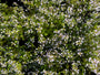 Bio-Bergfelsthymian – Calamintha nepeta nepeta