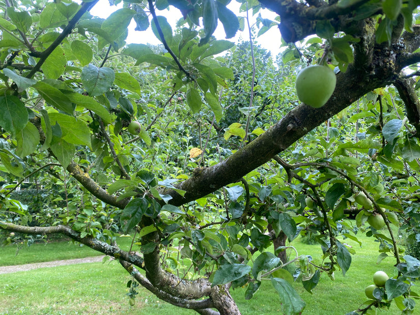 Apfelbaum - Malus Domestica 'Groninger Kroon'