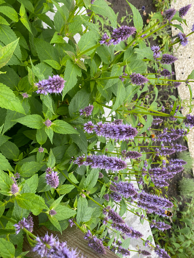 Bio-Süßholzpflanze – Agastache foeniculum TIPP