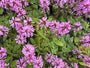 Ziest - Stachys officinalis 'Ukkie'