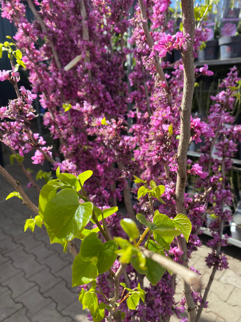 Chinesischer Judasbaum (Grün) - Cercis Chinensis 'Avondale'