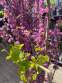 Chinesischer Judasbaum (Grün) - Cercis Chinensis 'Avondale'