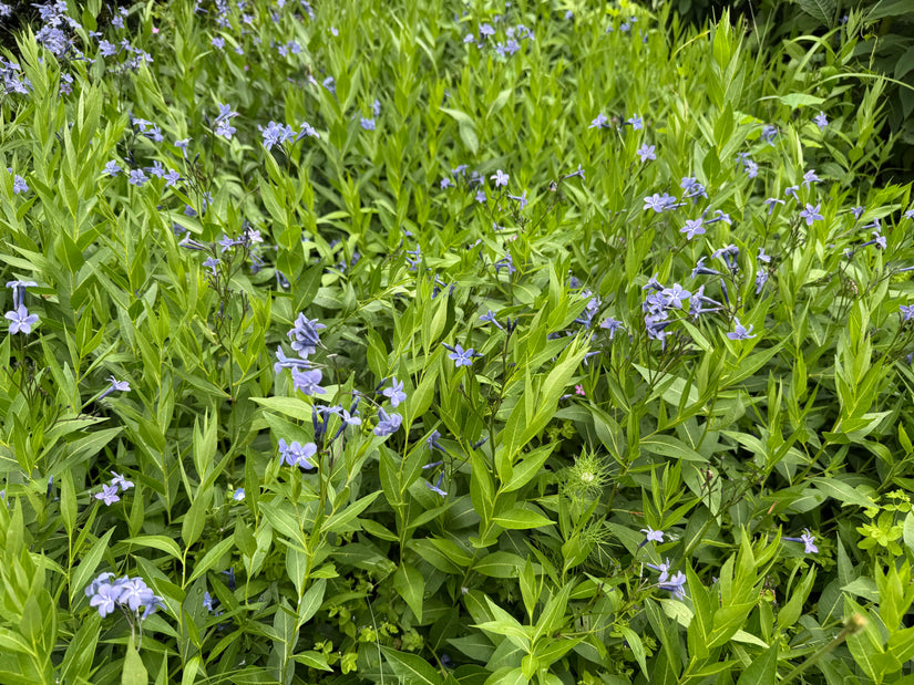 Blauer Stern - Amsonia tabernaemontana