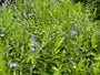 Blauer Stern - Amsonia tabernaemontana