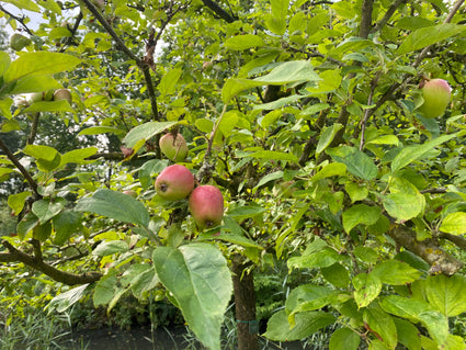 Apfelbaum - Malus Domestica 'Groninger Kroon'