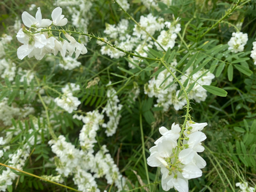 Ziegenraute - Galega officinalis