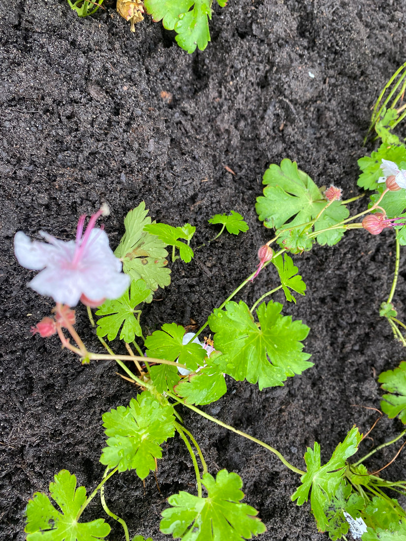 Storchschnabel - Geranium cantabrigiense biokovo