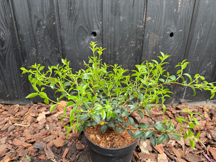 Immergrüne Osmanthus burkwoodii